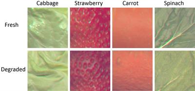 Infant Can Visually Differentiate the Fresh and Degraded Foods: Evidence From Fresh Cabbage Preference